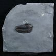 Large Inch New York Calymene Trilobite #2143-2